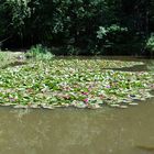 Teich mit Seerosen bedeckt