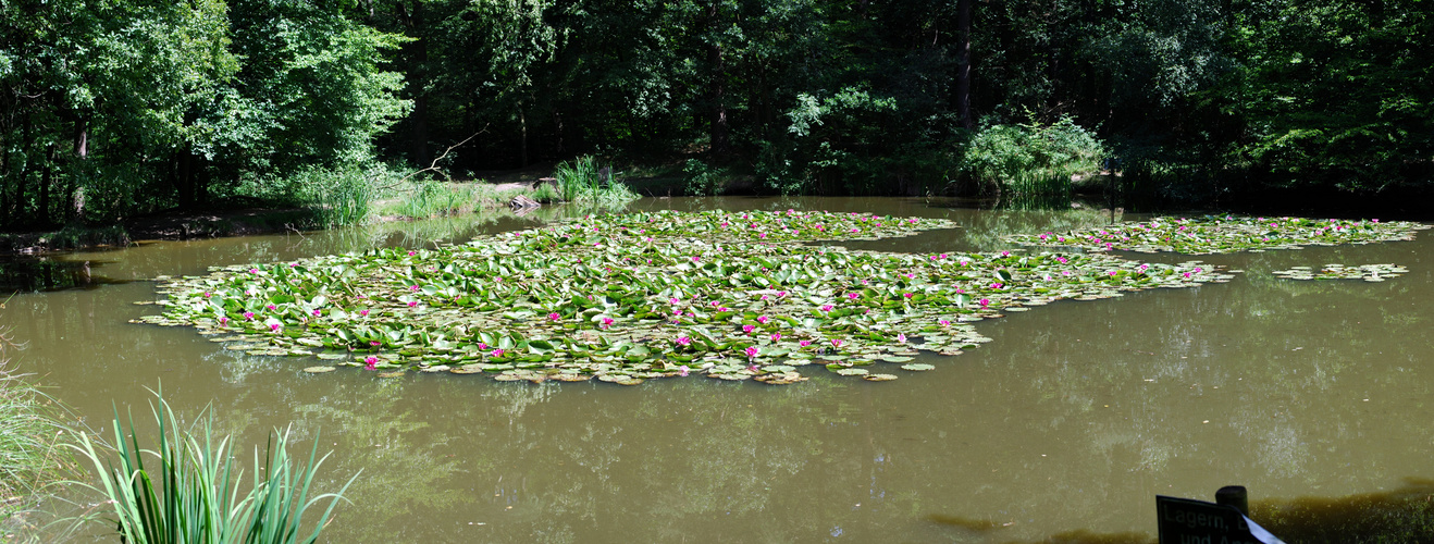 Teich mit Seerosen bedeckt