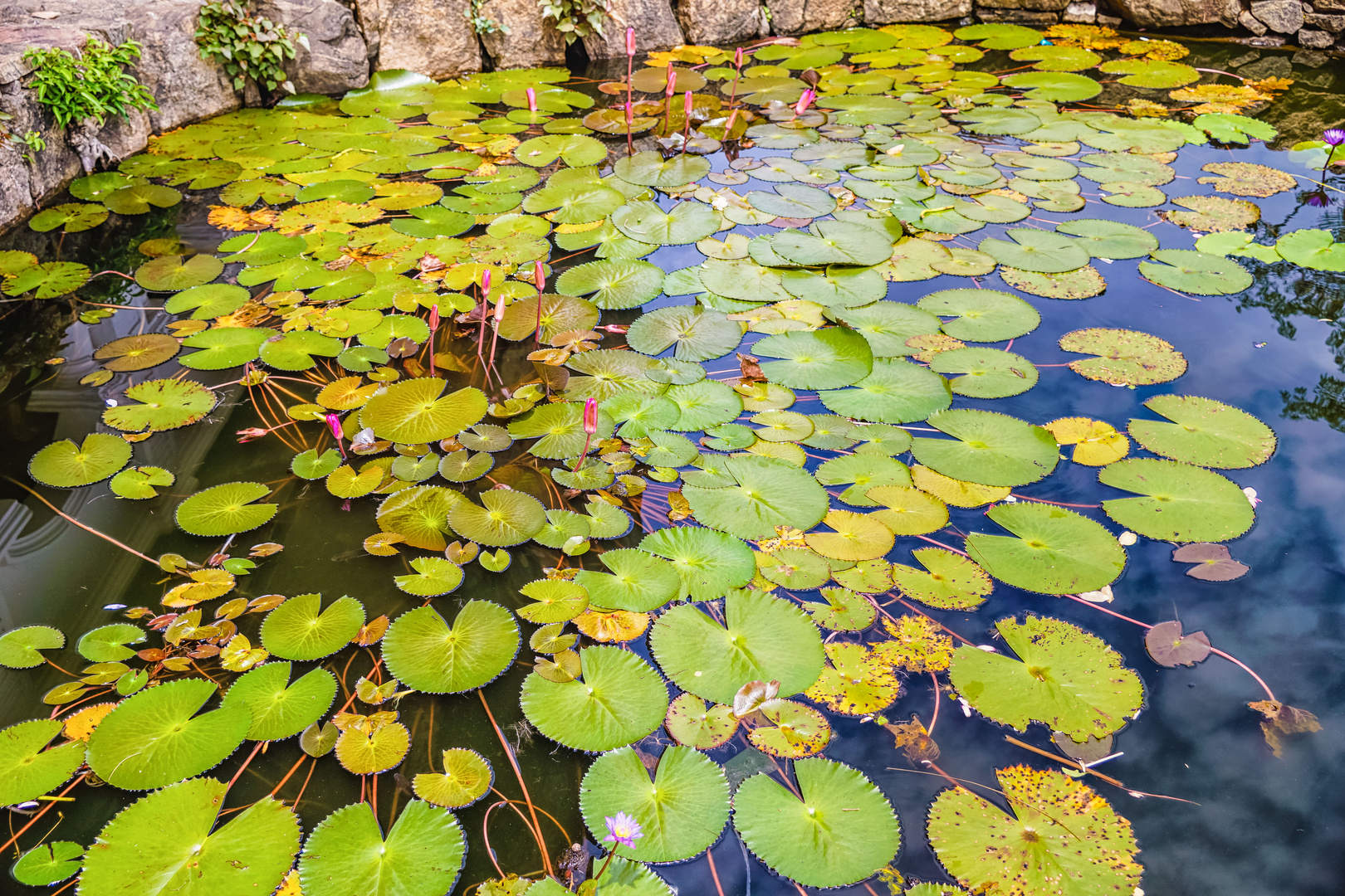 Teich mit Seerosen