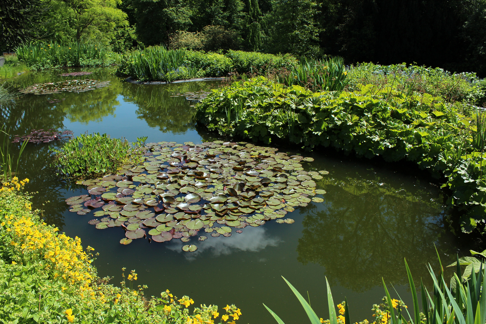 Teich mit Seerosen und .....