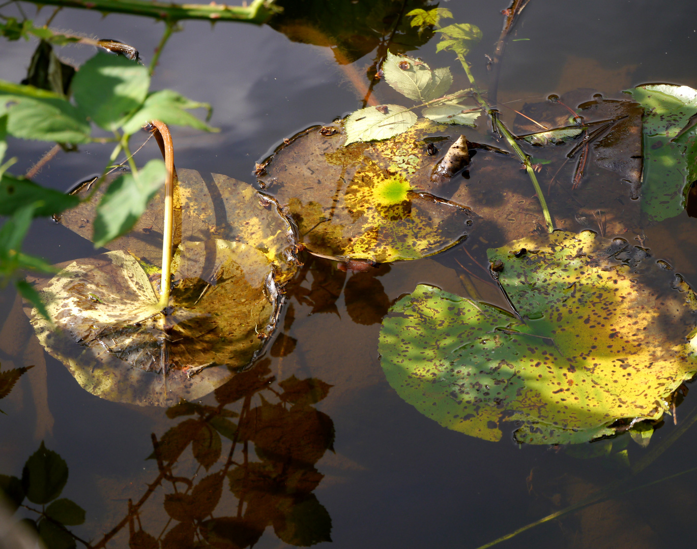 Teich mit Seerosenblättern im Sommer