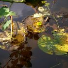 Teich mit Seerosenblättern im Sommer