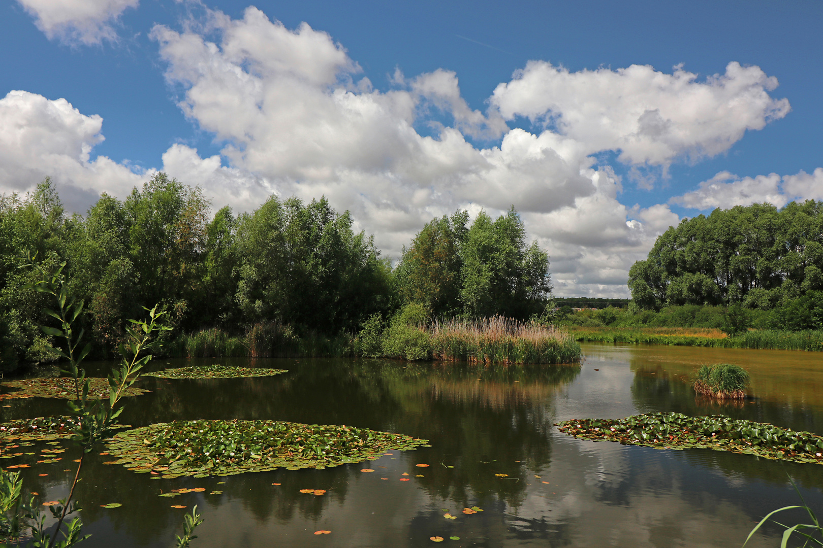 Teich mit Seeroseninseln