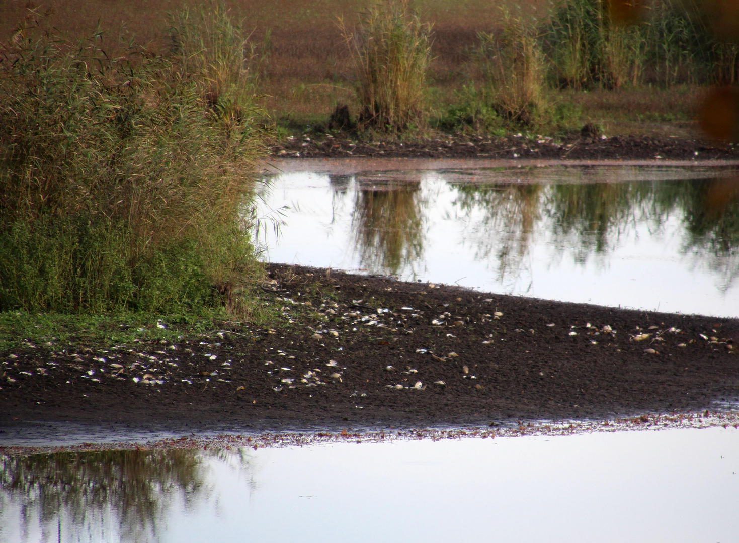 Teich mit vielen Muscheln