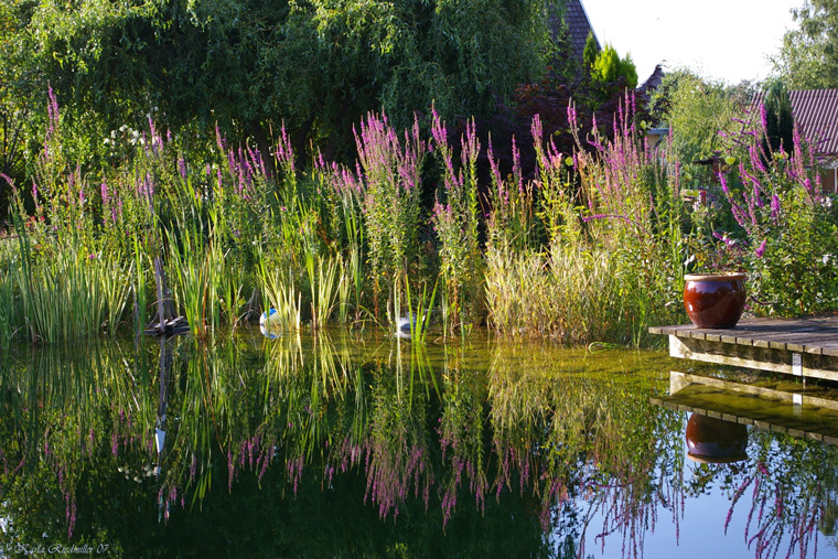 .. Teich mit voller Spiegelung