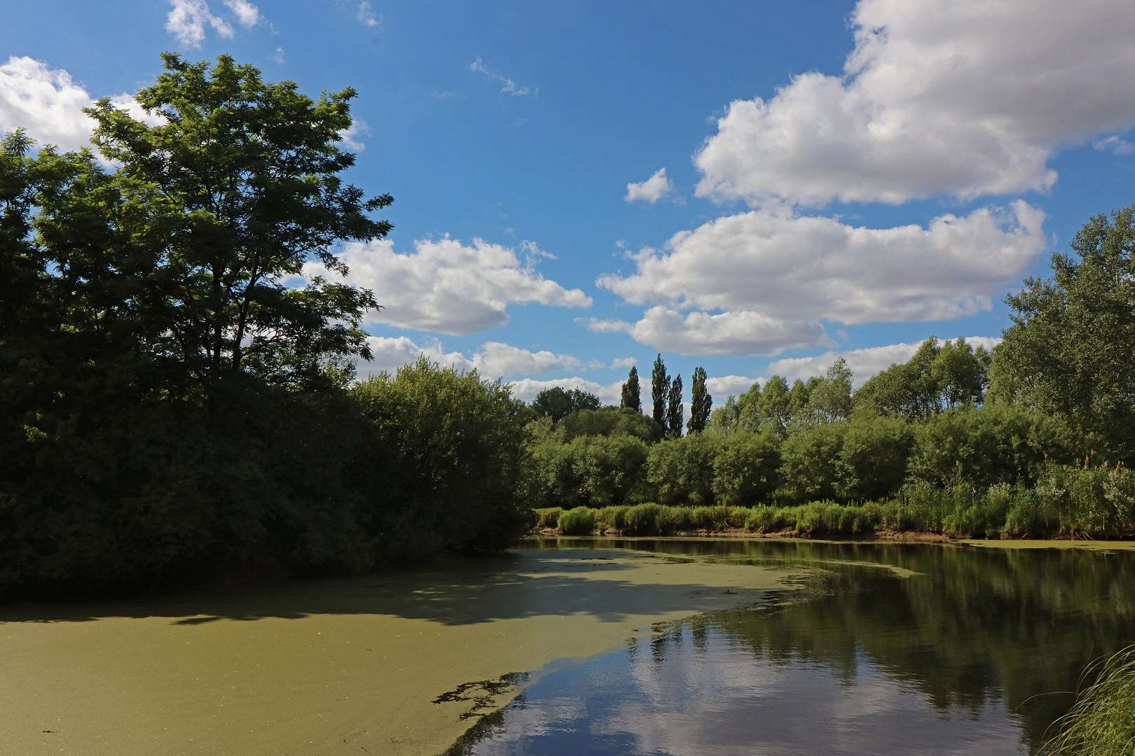 Teich mit Wasserlinsen