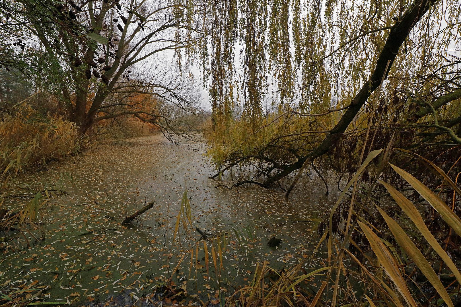 Teich mit Weidenlaub