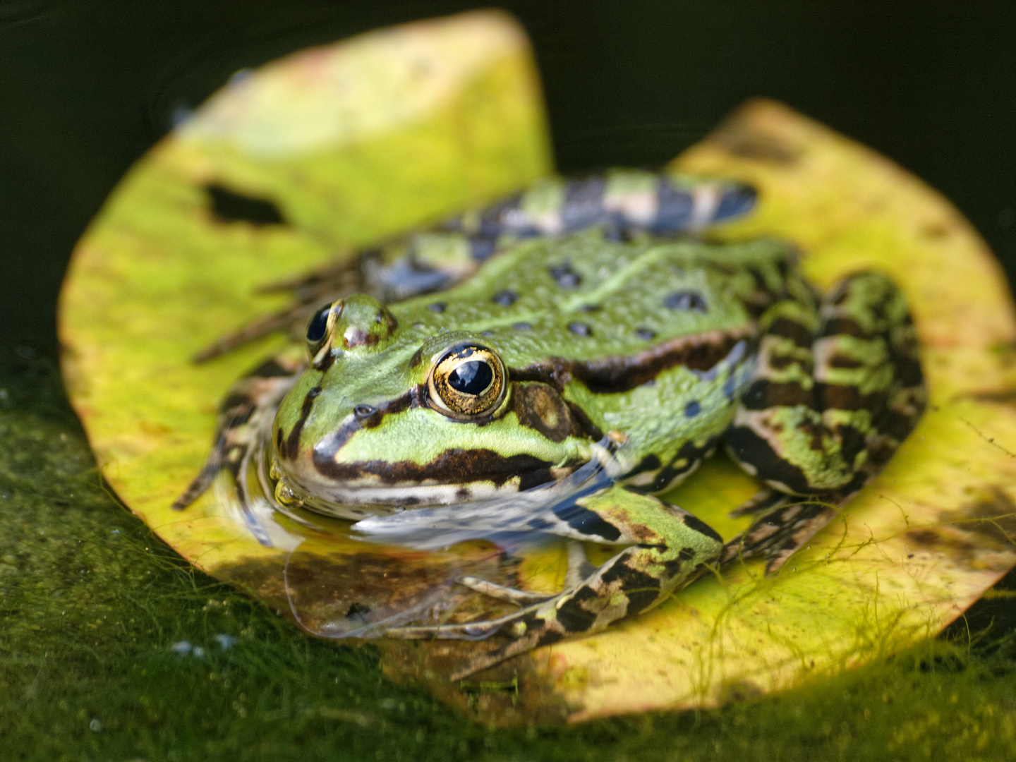 Teich- oder Gartenfrosch