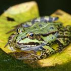 Teich- oder Gartenfrosch