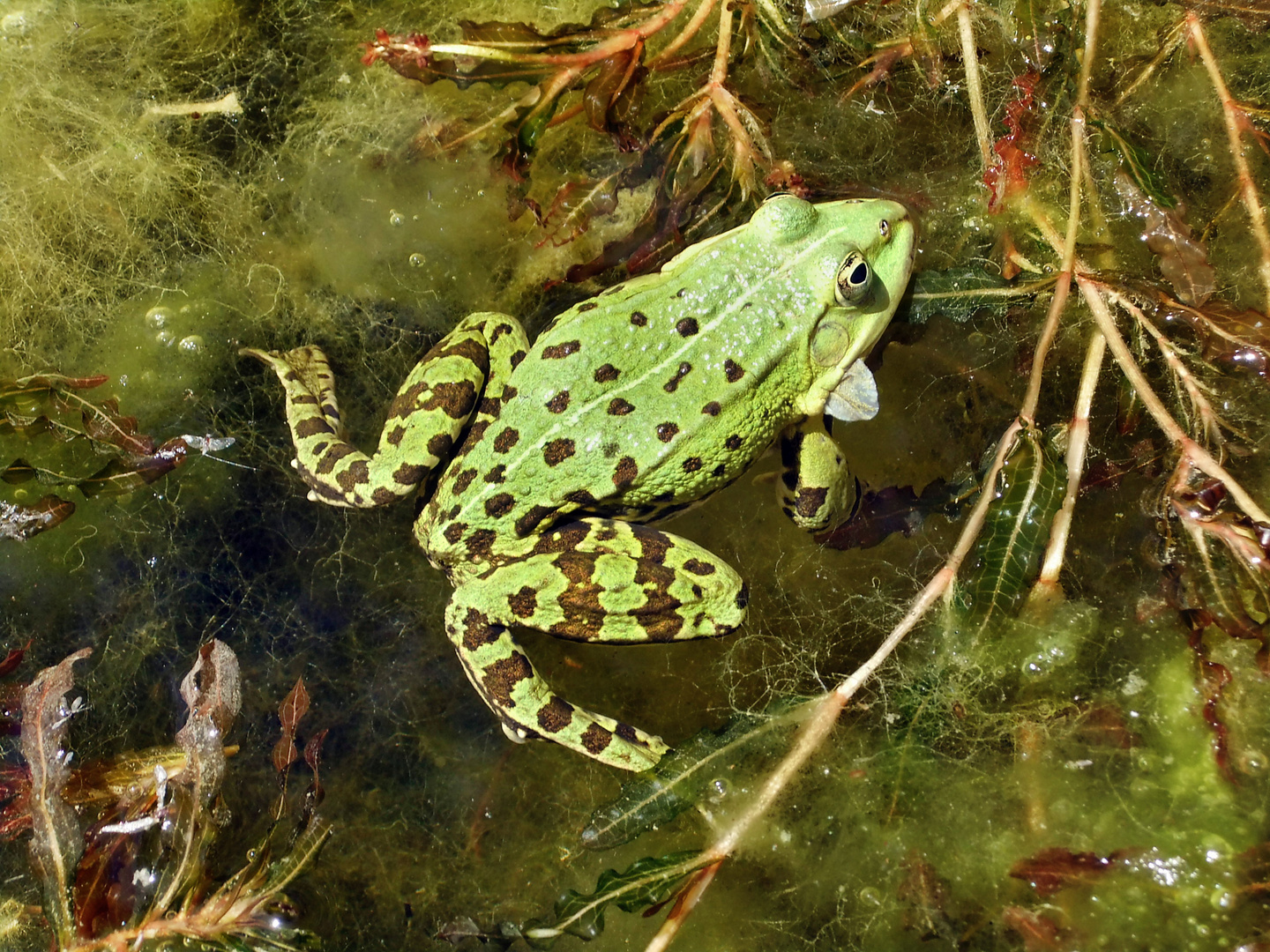 Teich - oder Grünfrosch