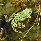 Teich - oder Grünfrosch