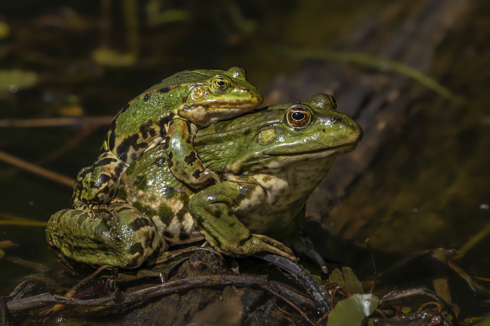 Teich- oder Wasserfrosch