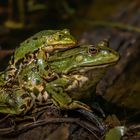 Teich- oder Wasserfrosch