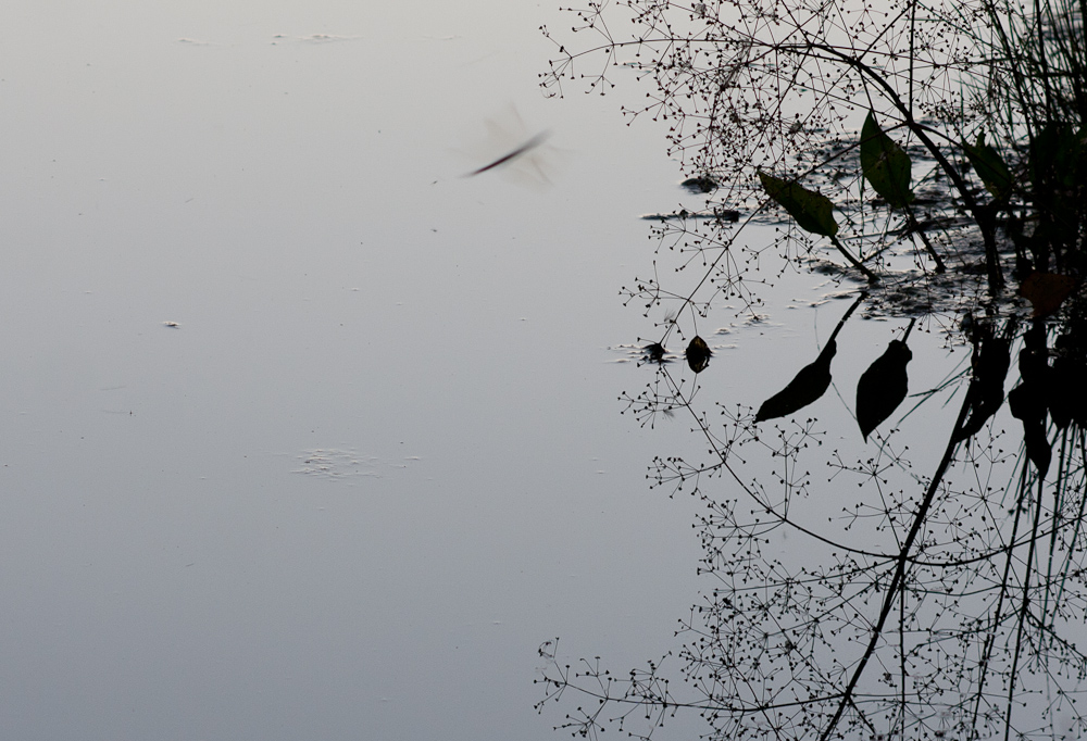 Teich, Pflanzen, Spiegelungen, verhuschte Libelle