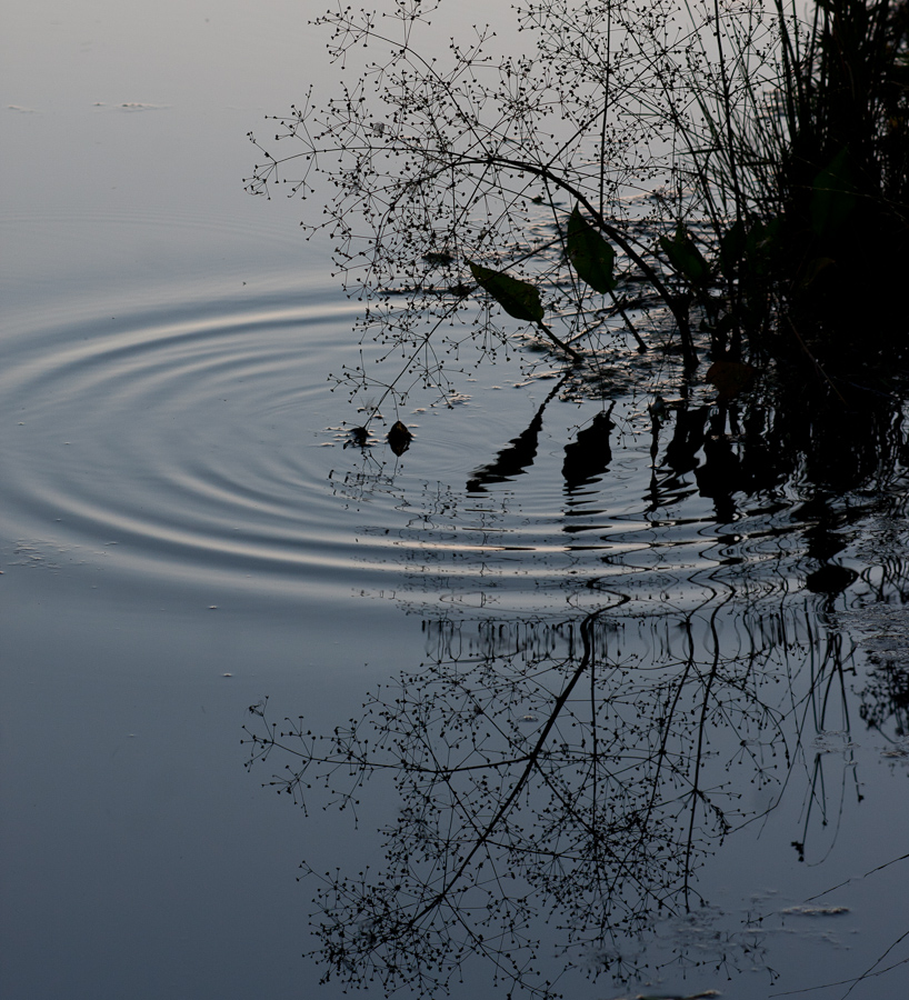 Teich, Pflanzen, Spiegelungen, Wellen