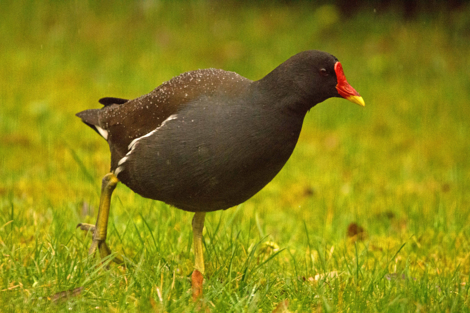 Teich-Ralle zieht durch den Regen, dabei auf Futtersuche.