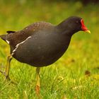 Teich-Ralle zieht durch den Regen, dabei auf Futtersuche.