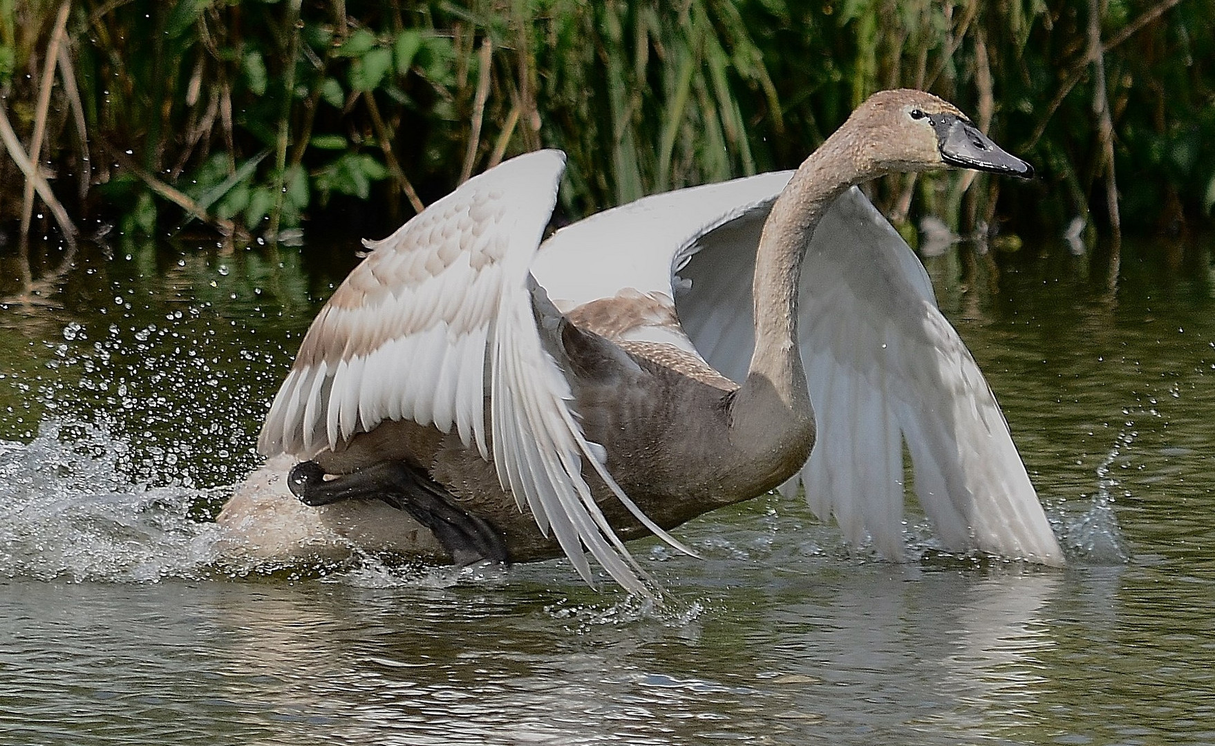 Teich - Renner