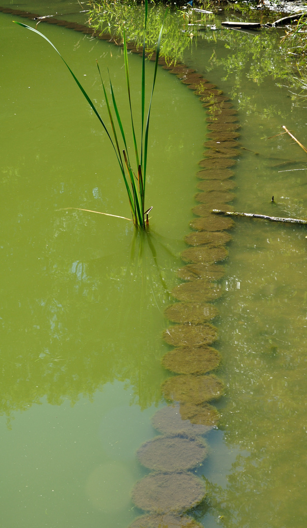 Teich und Balken