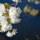 Teich und Kirschblüten