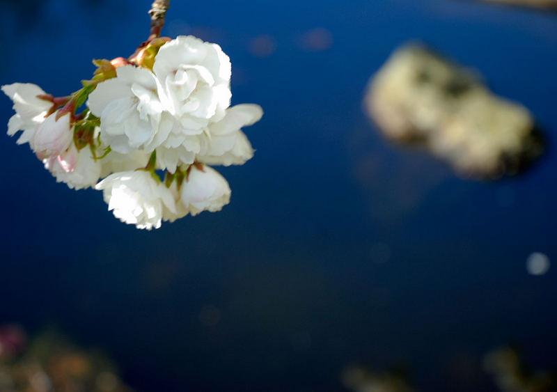 Teich und Kirschblüten II