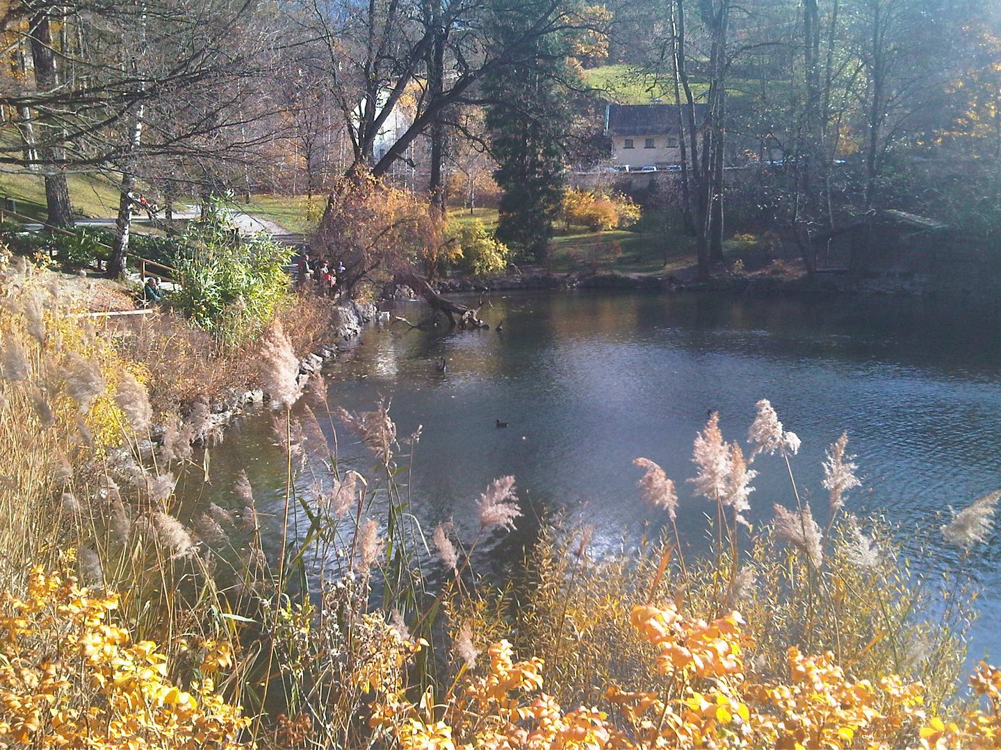 Teich von Schloss Ambrass