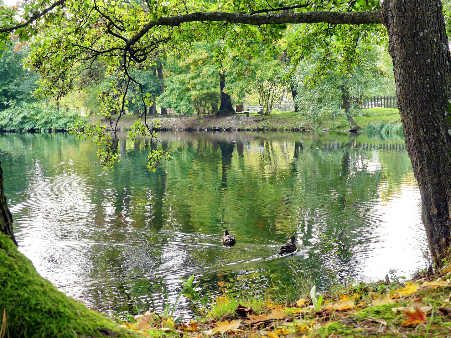 Teich von Schloß Schlettau