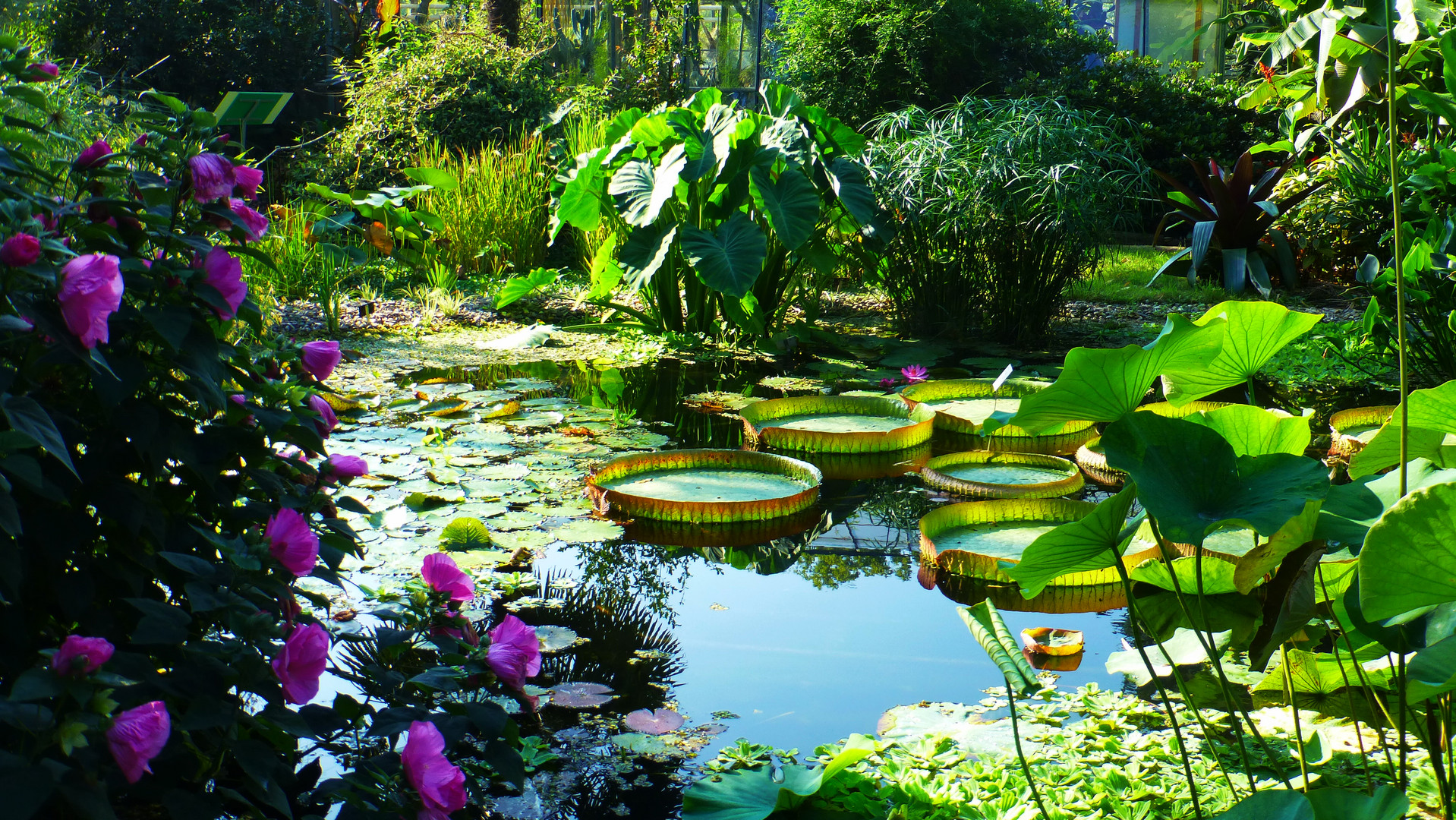 Teich vor dem Gewächshaus in der Kölner Flora Foto & Bild pflanzen