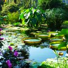 Teich vor dem Gewächshaus in der Kölner Flora