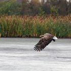 Teichadler im Oktober