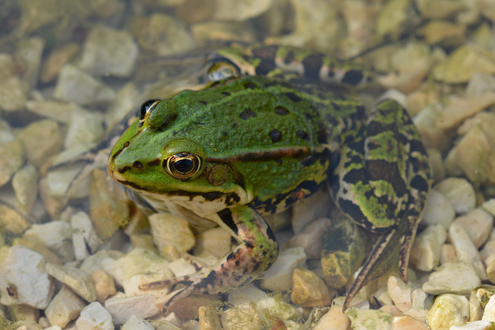 Teichbewohner