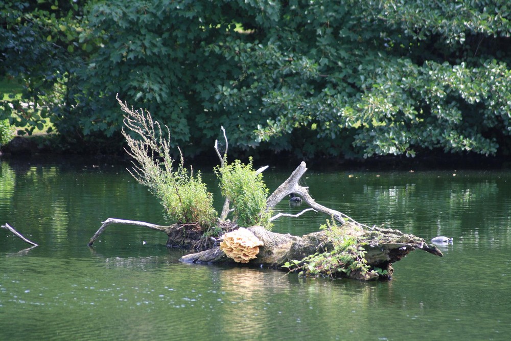 Teichblick im Park