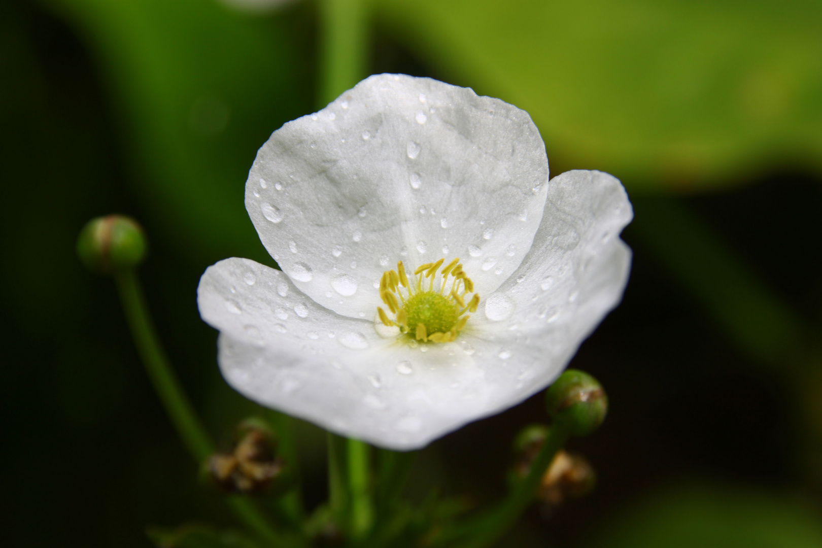 Teichblüte