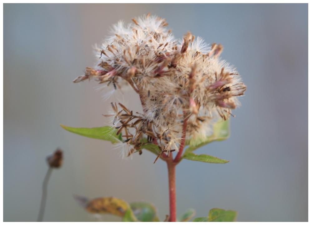 TeichBlüte