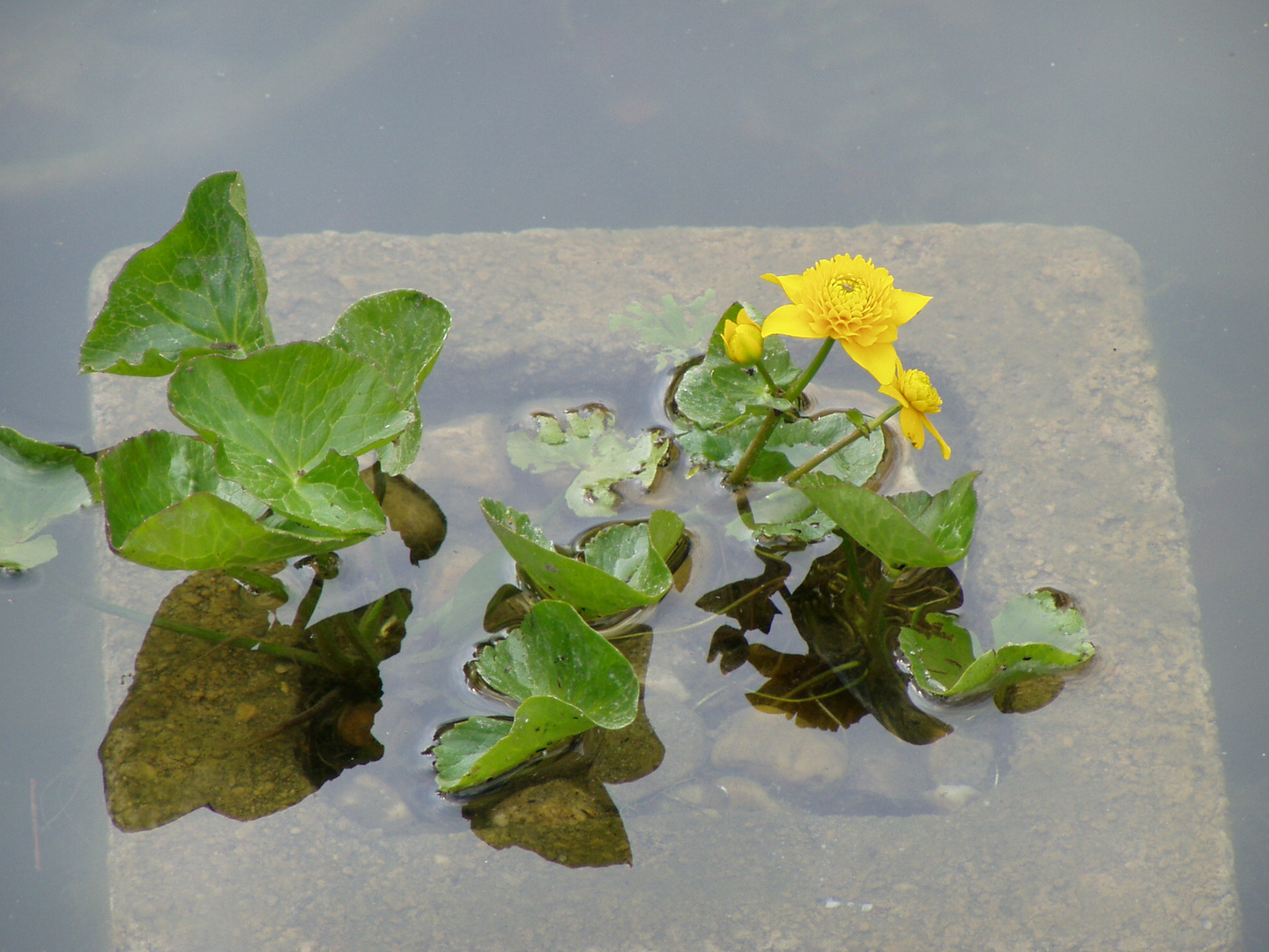 Teichblume