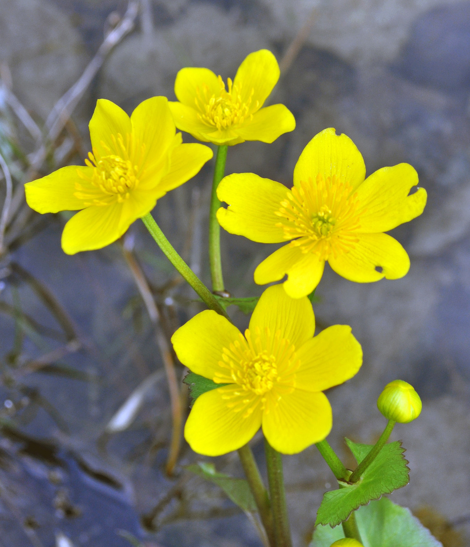 Teichblumen