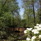 Teiche im Tiergarten (2)