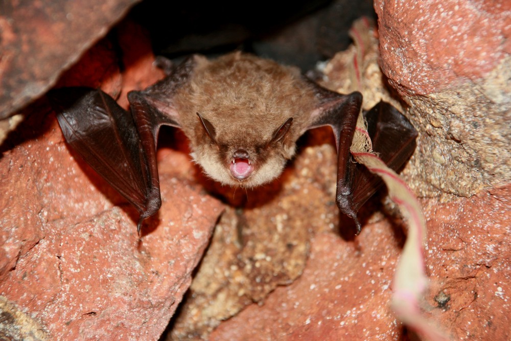 Teichfledermaus (Myotis dasycneme) in Mecklenburg-Vorpommern