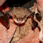 Teichfledermaus (Myotis dasycneme) in Mecklenburg-Vorpommern