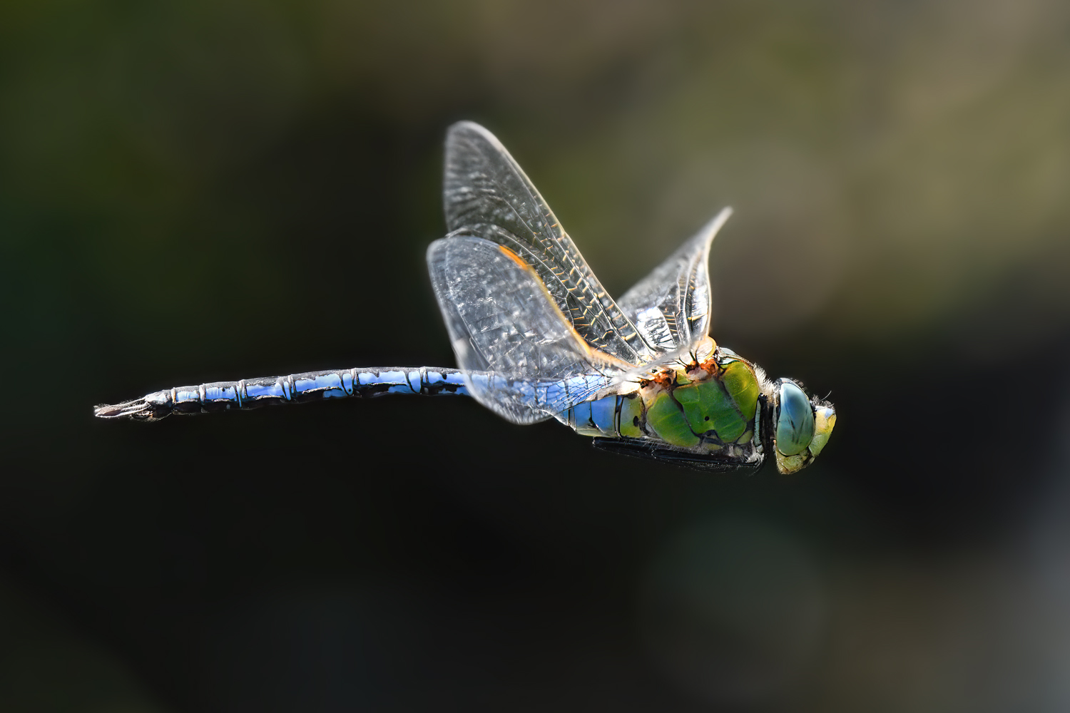 Teichflieger