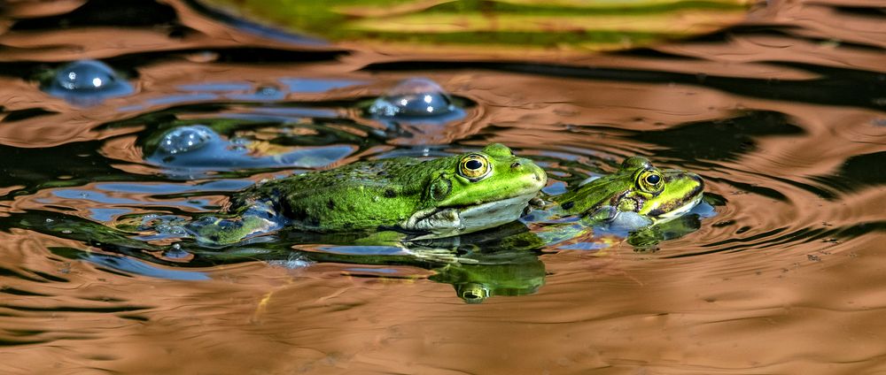 Teichfrösche 002 Foto & Bild tiere, wildlife, amphibien & reptilien