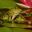 Teichfrösche 010