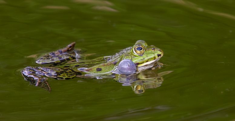 Teichfrösche 054