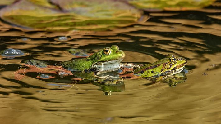 Teichfrösche 