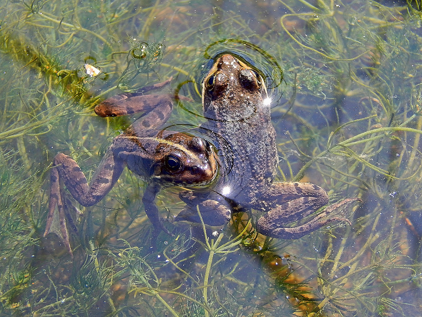 Teichfrösche (Pelophylax „esculentus“)