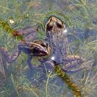 Teichfrösche (Pelophylax „esculentus“)