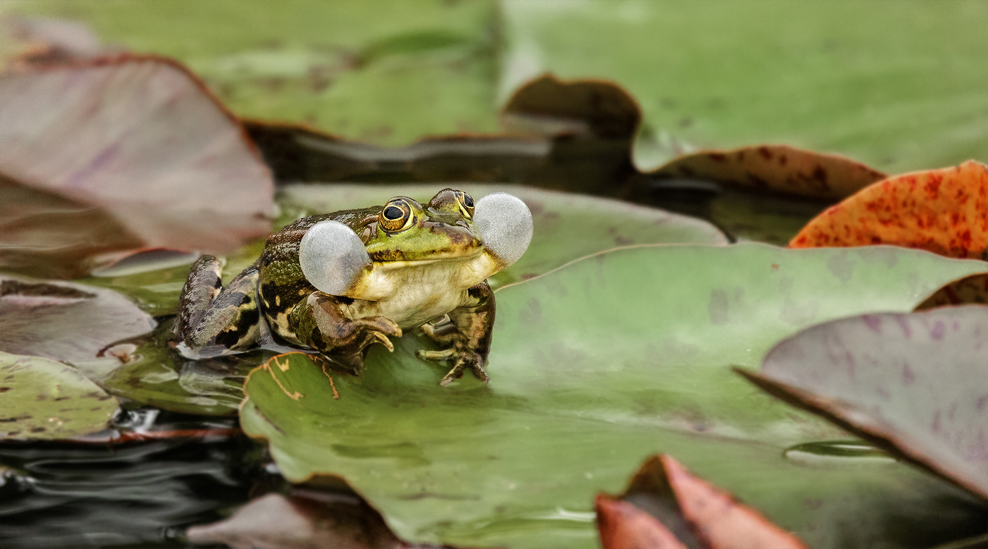 Teichfrosch 001