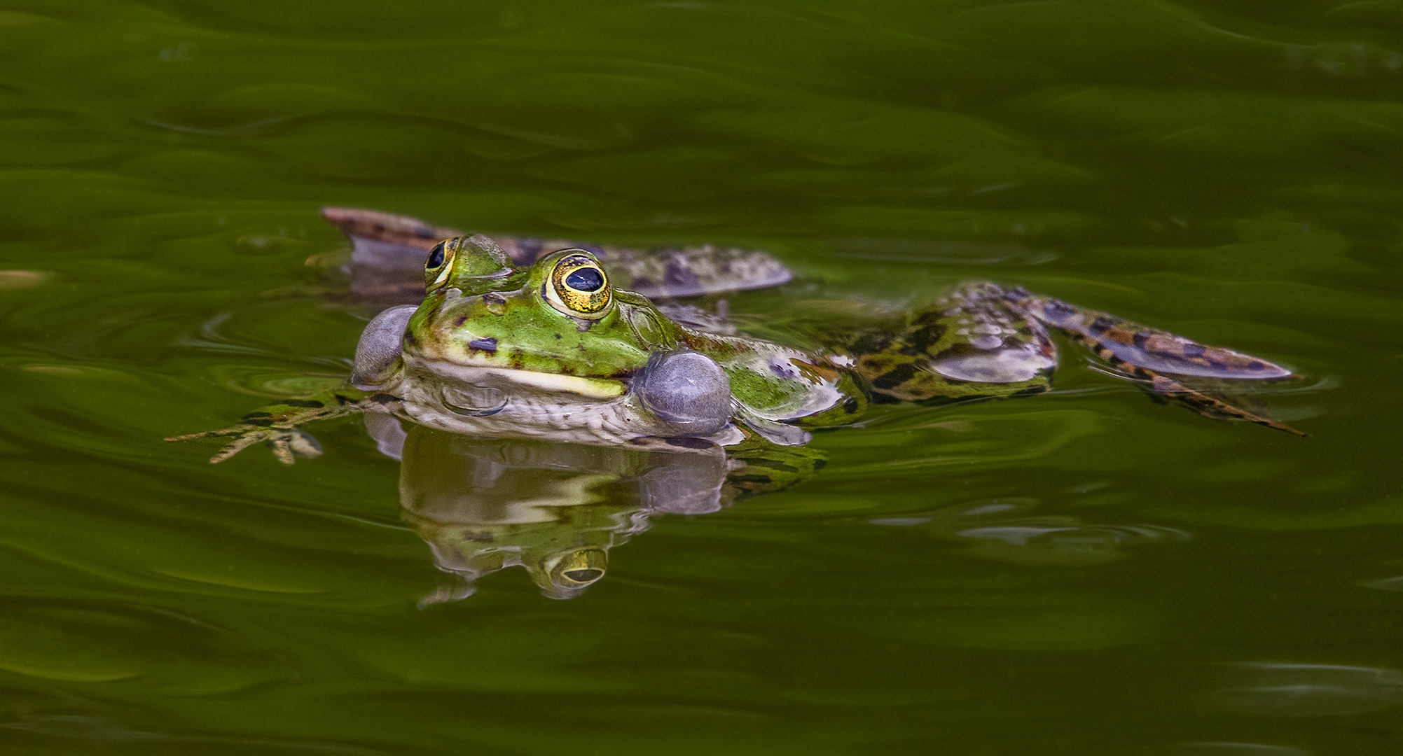 Teichfrosch 001