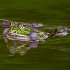 Teichfrosch 001