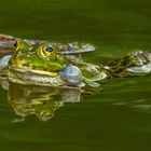 Teichfrosch 001 